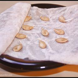 How to Pre-Sprout Seeds and Determine Seed Viability