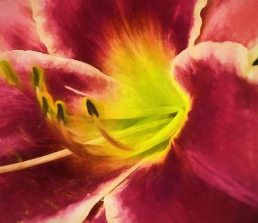 Daylily Prints