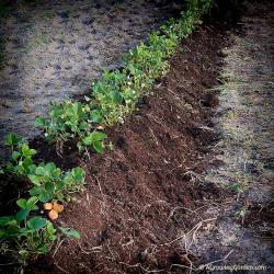 Growing Everbearing Strawberries - An Update!