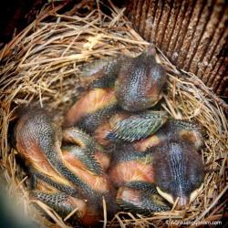 Bluebird Babies, a Black Snake, and a Very Unhappy Ending