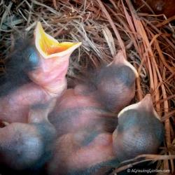 Baby Bluebirds - 3 Days Old
