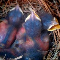 Bluebird Babies - 4 Days Old