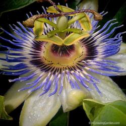 A Passion for Passionflowers