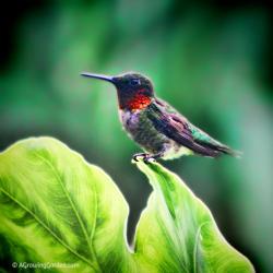 How to Attract Hummingbirds to Your Garden