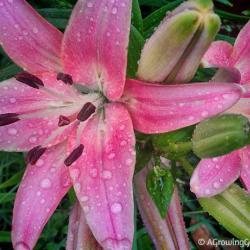 Growing Lilies in Your Garden