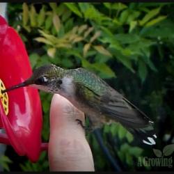 Hummingbird on My Finger - Video Proof!