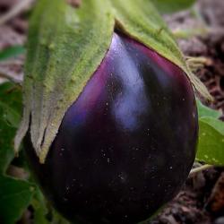 Growing Black Beauty Eggplant