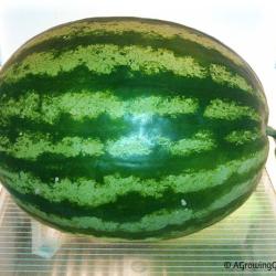 Just Picked Our First Watermelon of 2013!
