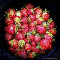 Everbearing Strawberry Update - September 9, 2013