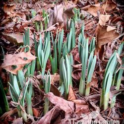 Daffodils, Amaryllis, and Forcing Forsythia