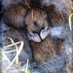 Baby Bunny Nest Update