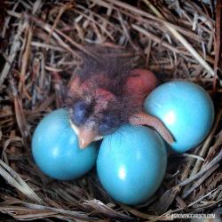 Bluebirds Are Hatching ... Today!