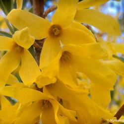 Phenology and Blooming Forsythia