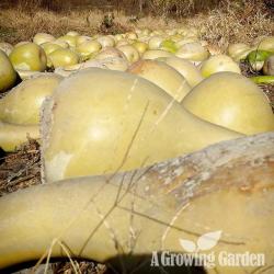 Giant African Gourd Harvest 2014