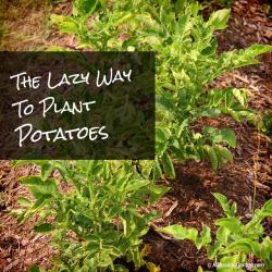 The Lazy Way to Plant Potatoes