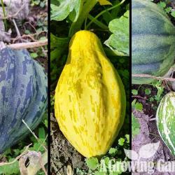 What Types of Squash Cross Pollinate