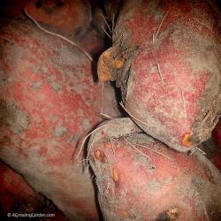 Digging, Curing, & Storing Sweet Potatoes