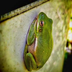 Today's Tree Frog is Brought to you by the Letter T
