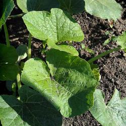 Vegetable Garden Update - What's Growing Early June, Pt.2