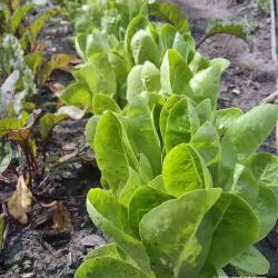 Vegetable Garden Update - What's Growing Early June